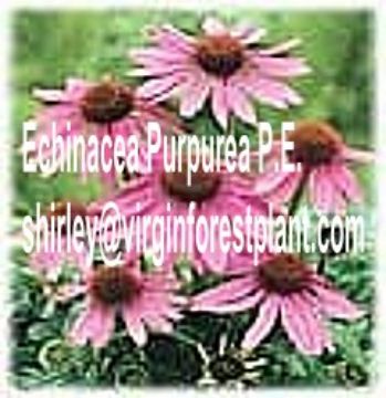 Echinacea Purpurea P.E.(Shirley At Virginforestplant Dot Com)